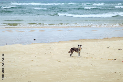 dog on Noosa beach Queensland australia