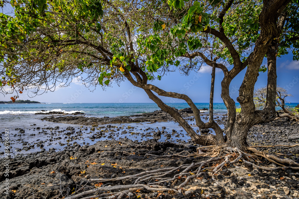 A tree grows with exposed roots out of volcanic rocks on a rough beach in Hawaii