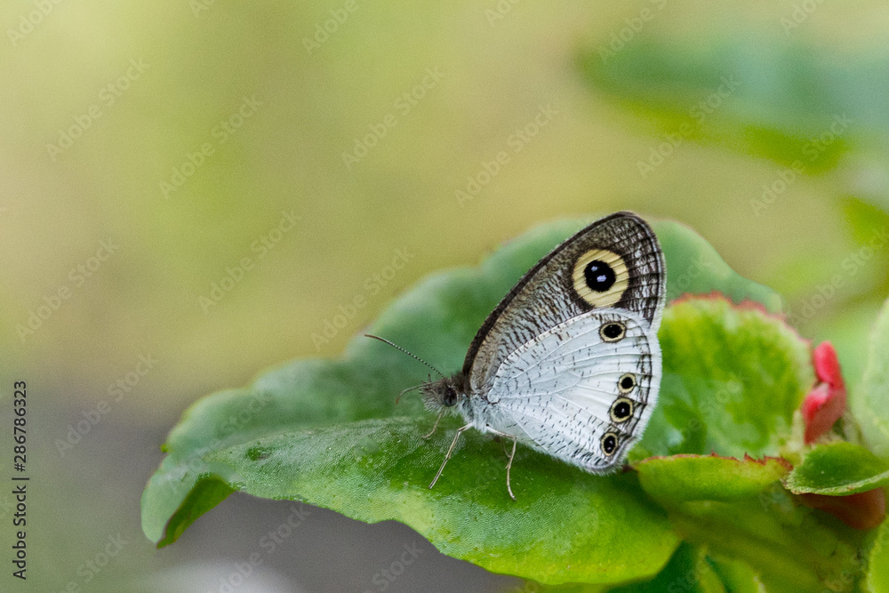Tiny butterfly on leaf sunbathing macro shot Tiny butterfly on leaf sunbathing macro shot