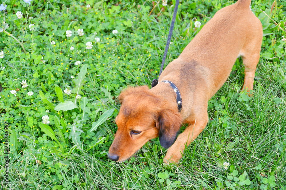 Dog breed Dachshund