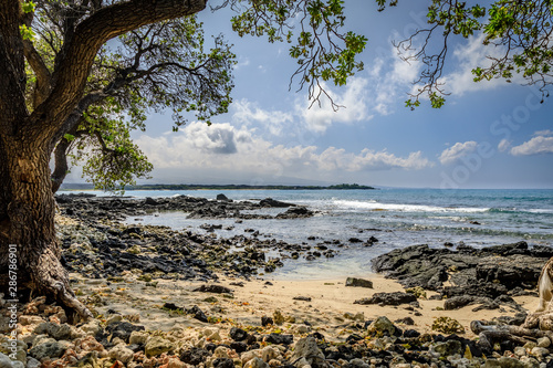 A large tropical tree grows from the sand and rocks near the ocean