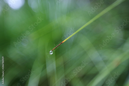 Macro of water drop on the end of a leaf