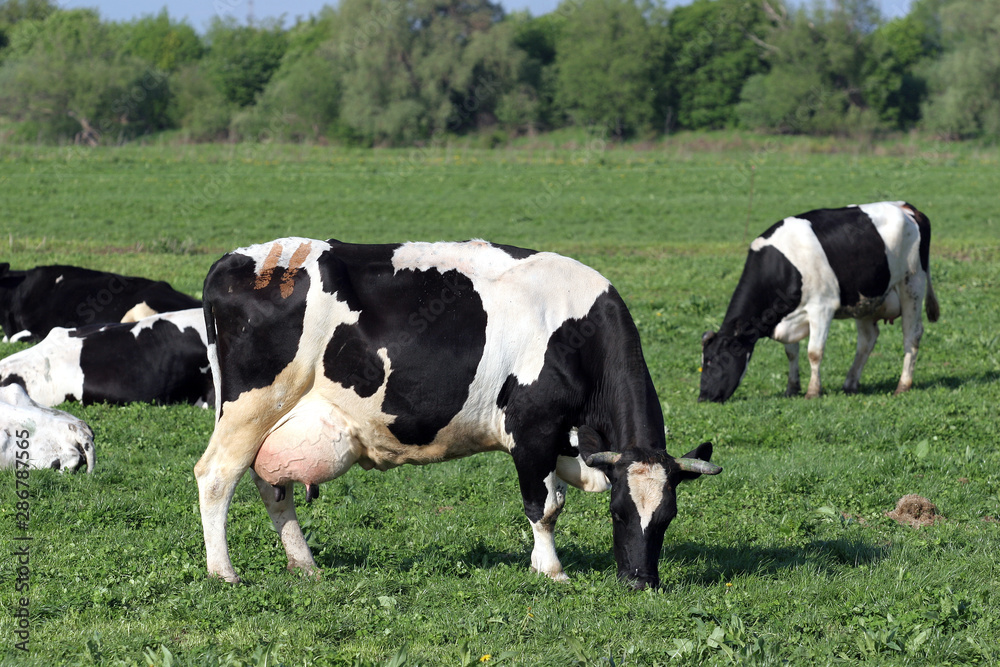 A herd of cows on pasture