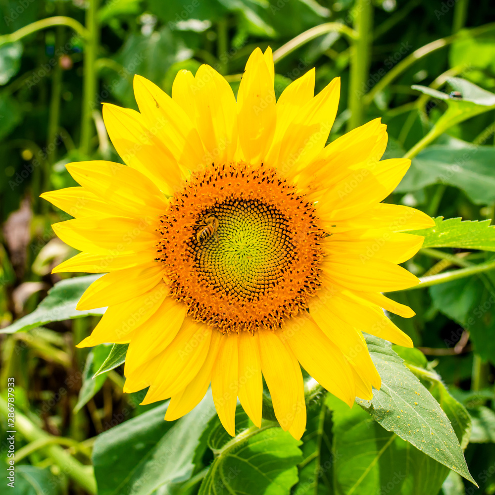 Sunflowers are blooming in a field at early fall Sunflowers are blooming in a field at early fall