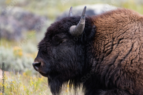Close-up of a bison