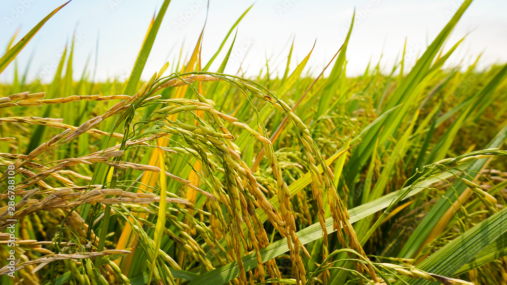 Golden paddy, protecting an Asian's most important element in a meal. Rice Golden paddy, protecting an Asian's most important element in a meal. Rice