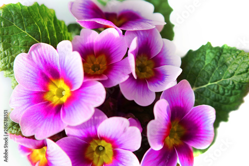 purple violet in a pot on a white background