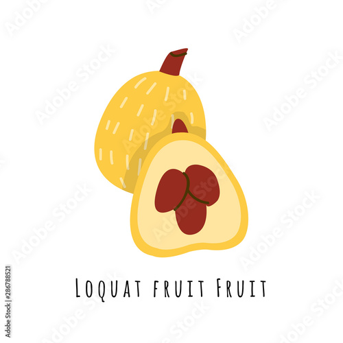 Loquat fruit illustration