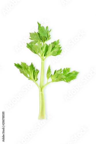 fresh celery on white background.