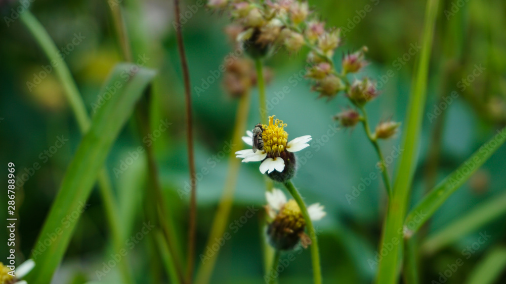 Bumble bee on duty Bumble bee on duty