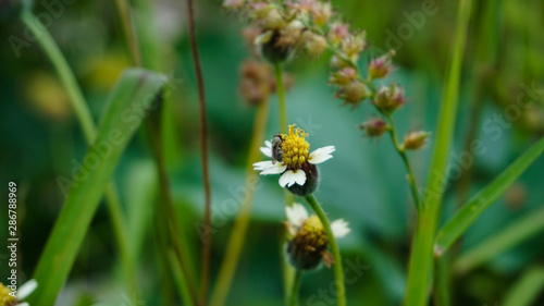 Bumble bee on duty © Honloong