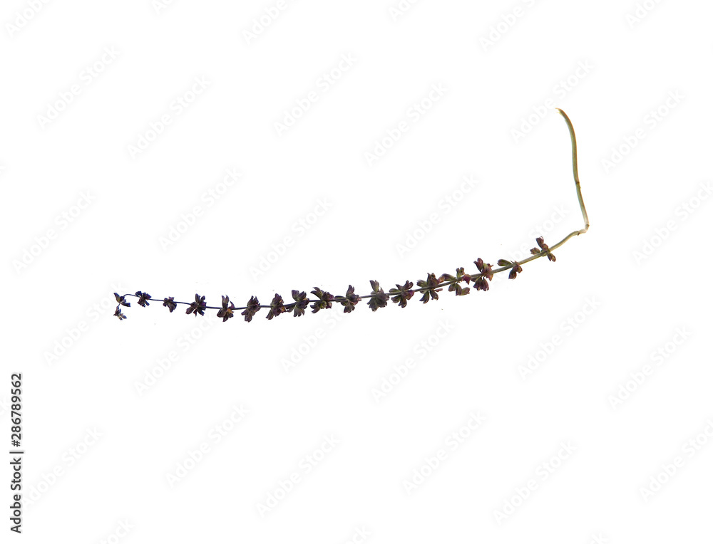 dry flowers isolated on white background dry flowers isolated on white background