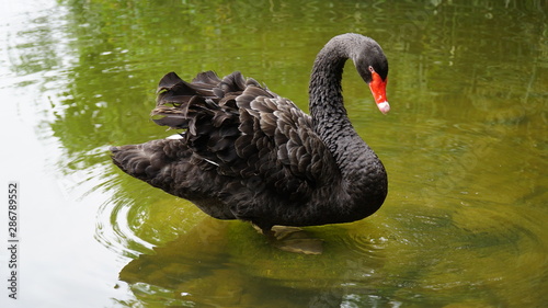 Black swan, perhaps this one can dance too