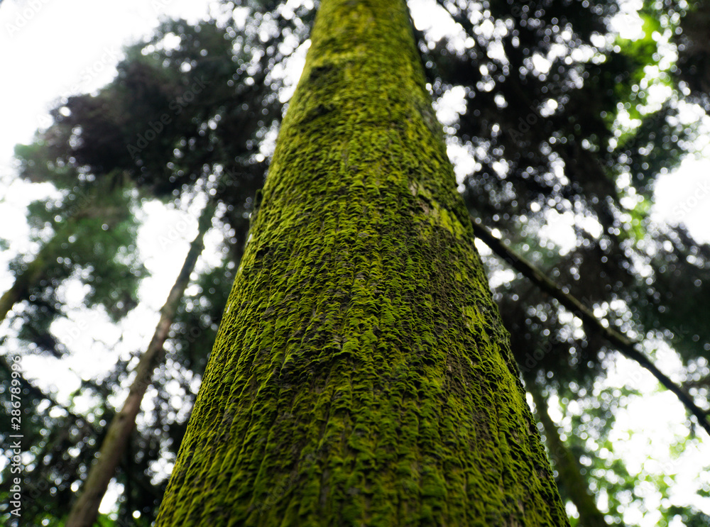 Fototapeta premium A tree trunk can tell books of stories