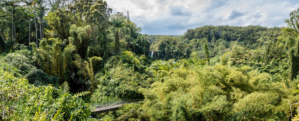 Panorama of dense jungle with a bridge, lots of bamboo and a waterfall in 'Akaka Falls State Park in Hawaii