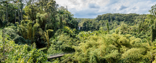 Panorama of dense jungle with a bridge, lots of bamboo and a waterfall in 'Akaka Falls State Park in Hawaii
