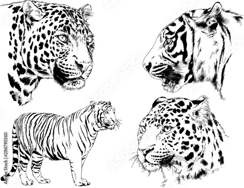 set of vector drawings on the theme of predators tigers are drawn by hand with ink tattoo logos 