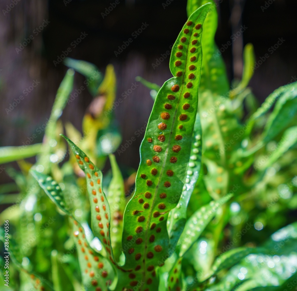 Naklejka premium Image of exotic plant in tropical garden. Thailand