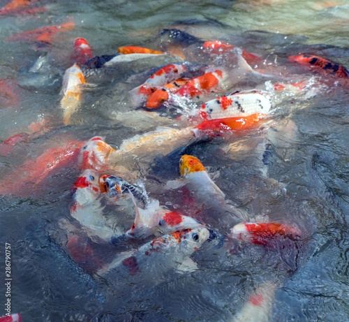 Image of colorful koi fishes swimming in pond