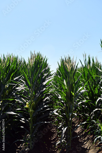 green corn field  close up of tree corn