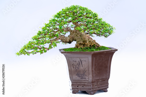 Green old bonsai tree isolated on white background in a pot plant create beautiful art in nature.  All to say in human life must be strong rise, patience overcome all challenges to live good and usefu