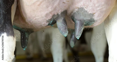 Closeup of cow udder on a dairy farm. Managing udder health and preventing mastitis via teat dipping. Animal welfare. photo