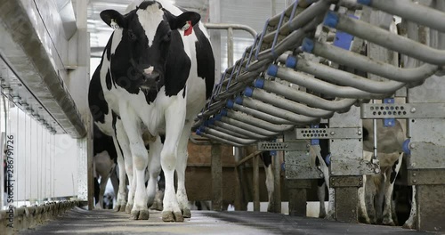 Curious holstein dairy cow enters a milking parlor waiting to be milked. High production dairy farm facility. Parallel parlor. photo