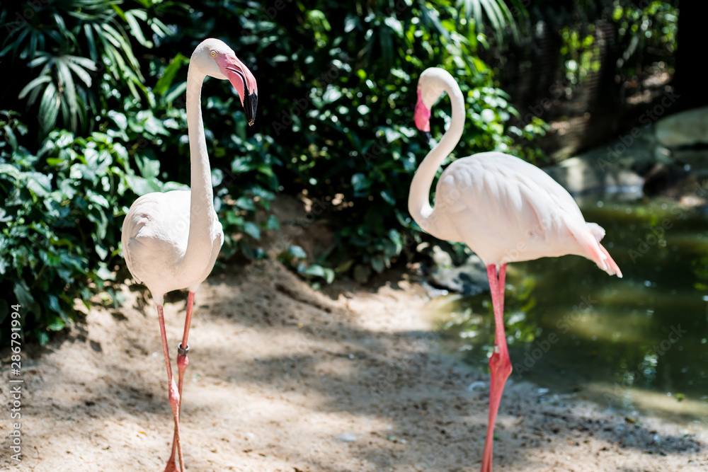 Pink flamingos on the lake. The concept of animals at the zoo 