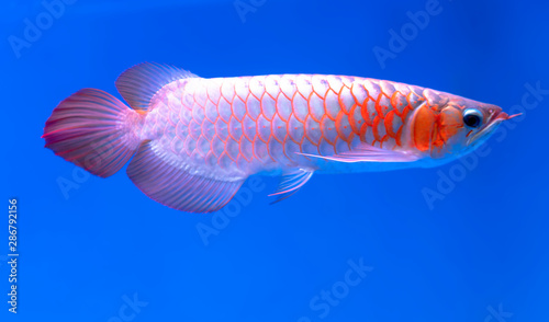 Arowana in aquarium, this is a favorite fish with long body, beautiful dragon shape colorful for decoration in the aquarium in the rich family