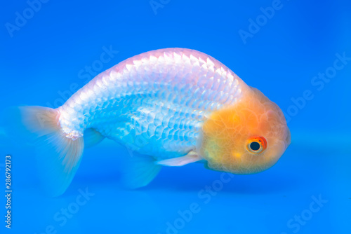 One of most popular pet ornamental fish is goldfish or Carassius auratus, Family Cyprinida. Ranchu or lionhead goldfish is very popular to show in fish tank