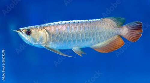 Arowana in aquarium, this is a favorite fish with long body, beautiful dragon shape colorful for decoration in the aquarium in the rich family © huythoai