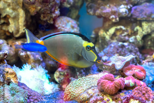 Fish swims in the water, underwater life very lively and beautiful, people often do indoor aquarium for feng shui