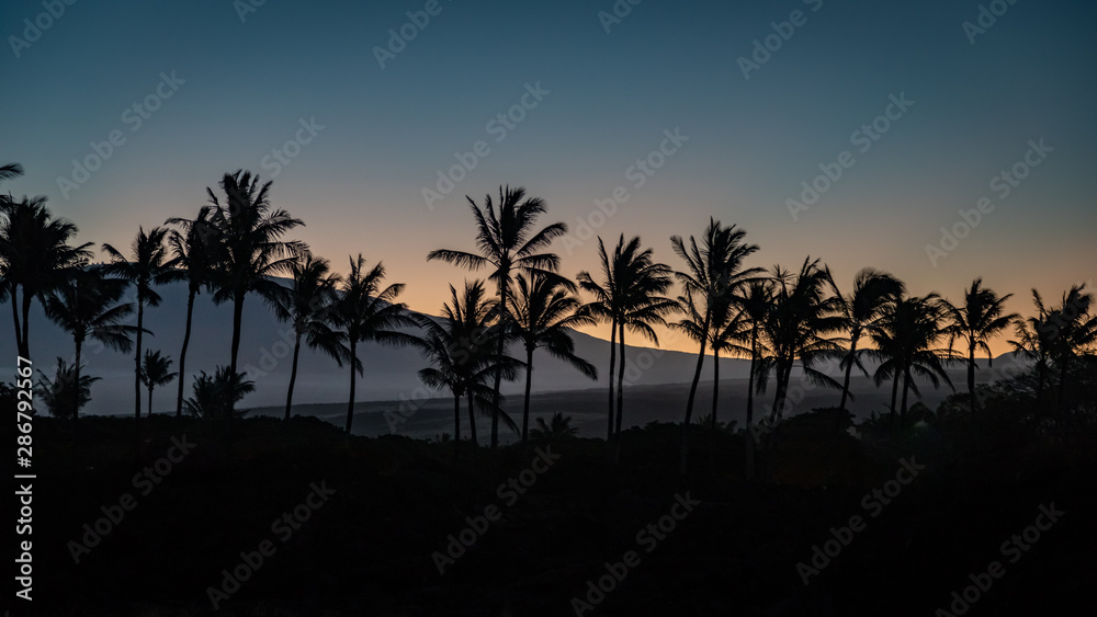 A row of palm trees silhouetted after sunset on the big island of Hawaii