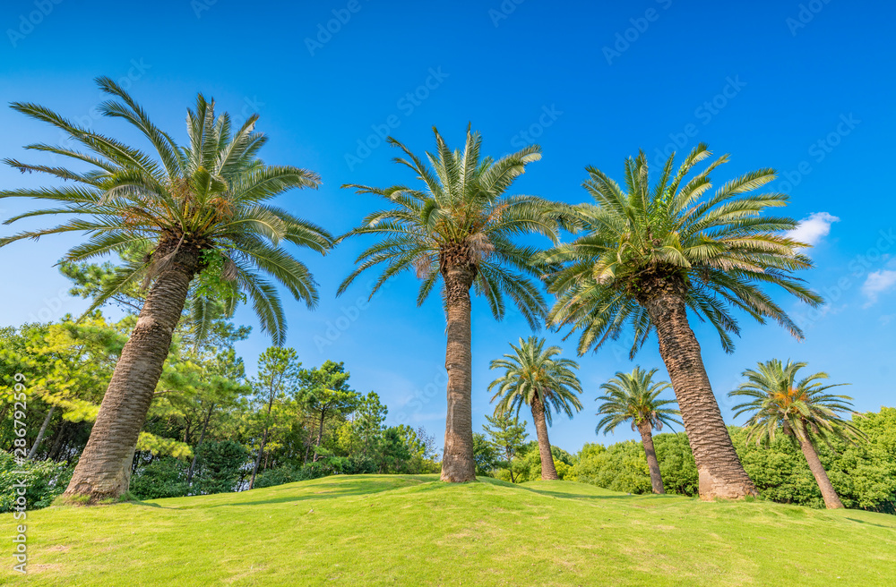 Palm trees in Meilan Lake Park, Shanghai, China