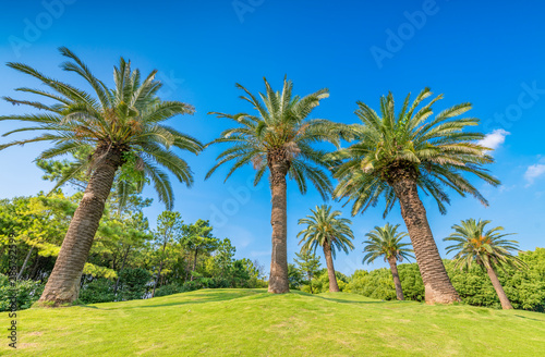 Palm trees in Meilan Lake Park  Shanghai  China