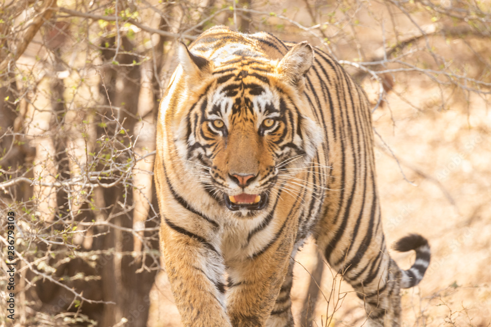 Obraz premium Wild tiger