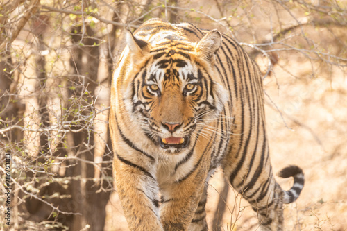 Wild tiger
