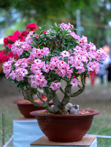 Tropical frangipani bonsai tree flowers blooming in the garden flavor shine when spring comes