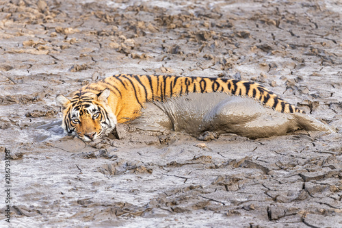 Wild tiger