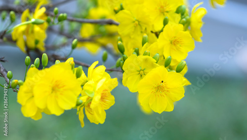 Apricot flowers blooming in Lunar New Year with yellow blooming fragrant petals signaling spring has come, this is the symbolic flower for good luck