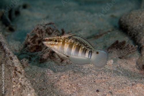 Amblygobius phalaena, the Sleeper Banded goby,white-barred goby, is a species of goby native to tropical reefs of the western Pacific Ocean