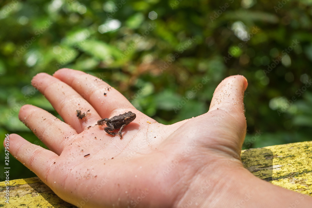 Obraz premium A small brown toad sitting on the open palm of a child's hand which is lying on a wooden yellow board against a background of blurred greenary.