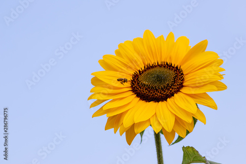 Große Sonnenblume in voller Blüte wird von fliegender Biene bestäubt inkl. Sonnenblumenkerne vor blauem Himmel zeigt die Schönheit der Natur im Hochsommer