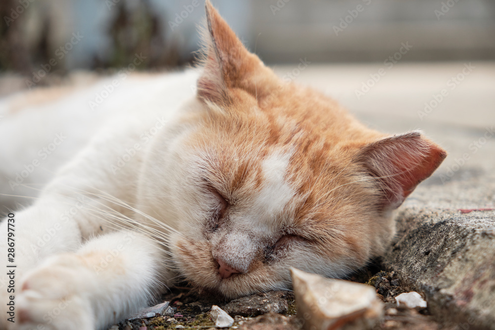 Fototapeta premium 穏やかに眠る野良猫