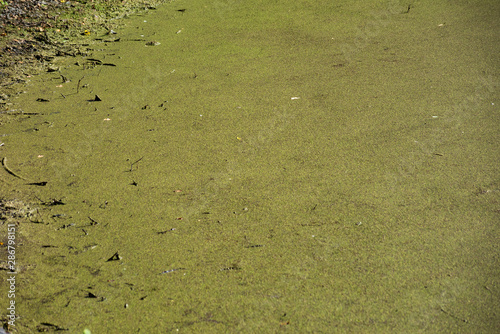 фотографія Background of a green swamp with stagnant water