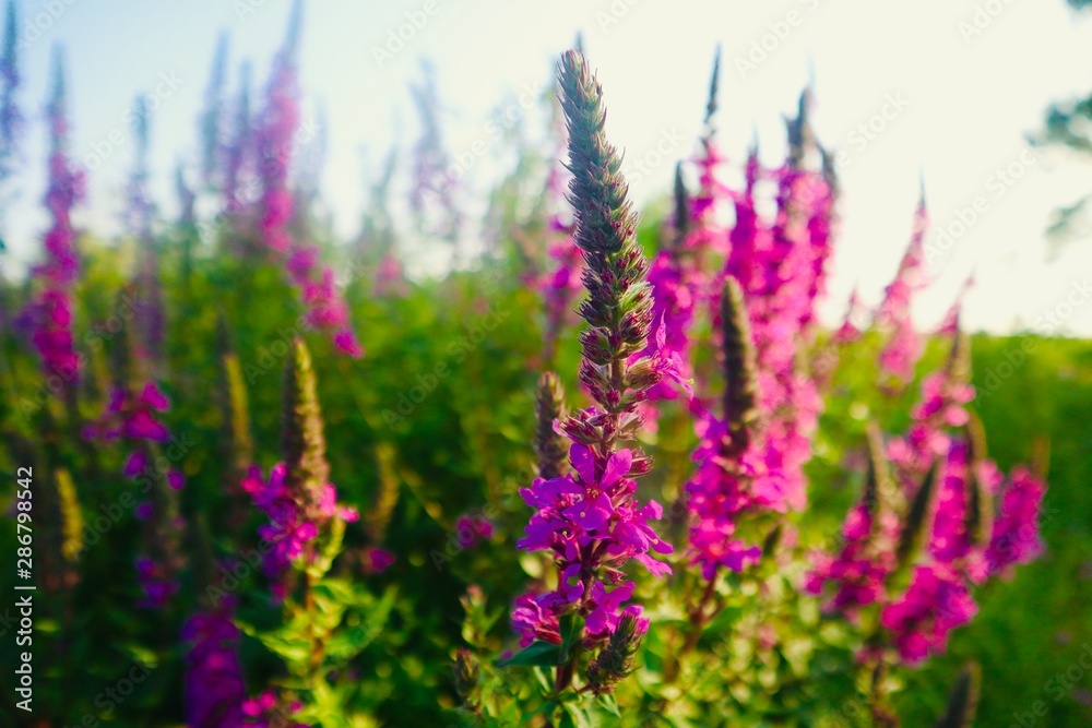 Purple and Pink with Green makes you think. Purple and Pink with Green makes you think.