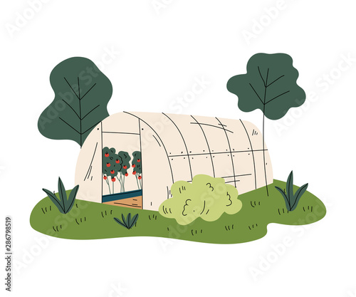 Greenhouse with Tomatoes, Rural Landscape Element Vector Illustration