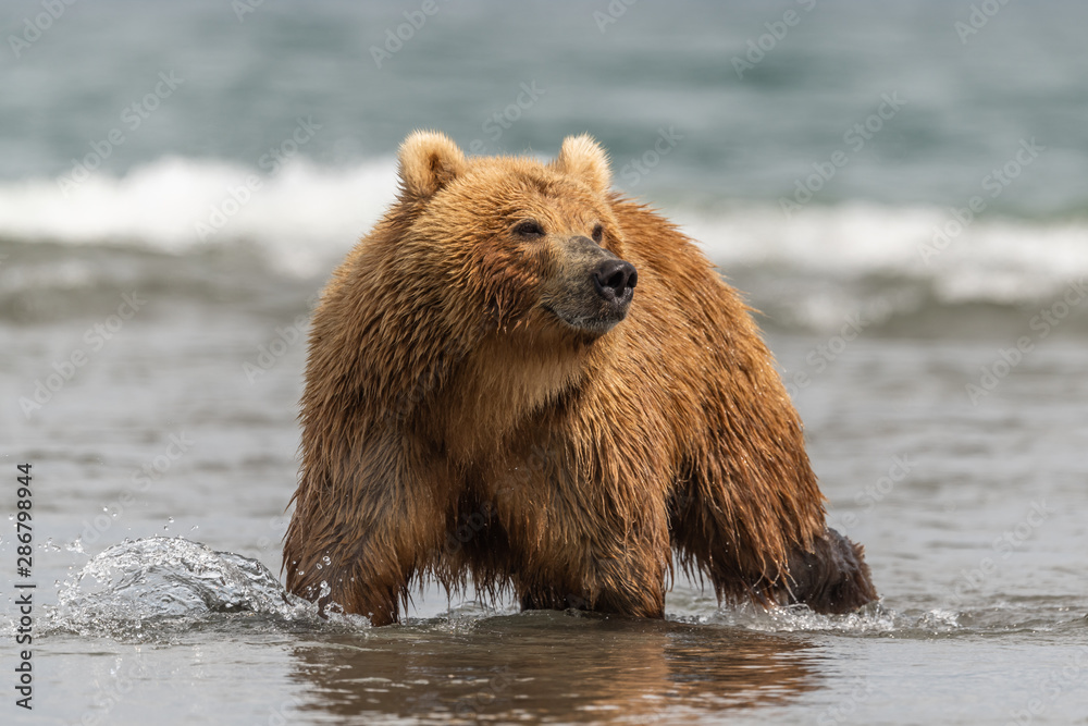 Fototapeta premium Ruling the landscape, brown bears of Kamchatka (Ursus arctos beringianus)