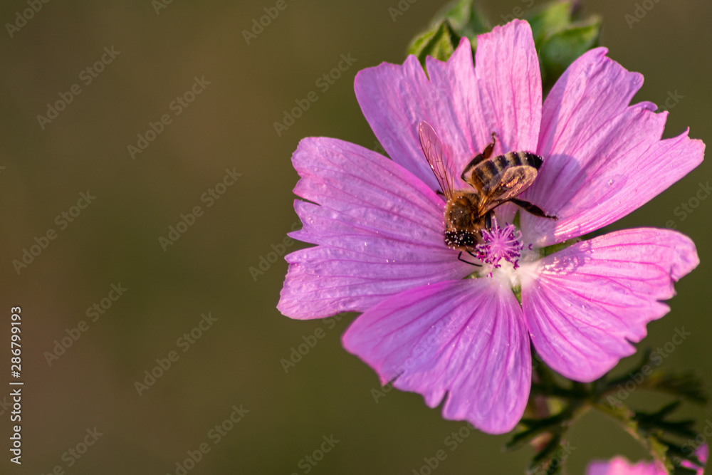 Fleißige Biene bestäubt bei der Nektarsuche mit Blütenpollen die violette Blüte in voller Blütenpracht und offener Blüte isoliert im Sonnenschein Fleißige Biene bestäubt bei der Nektarsuche mit Blütenpollen die violette Blüte in voller Blütenpracht und offener Blüte isoliert im Sonnenschein