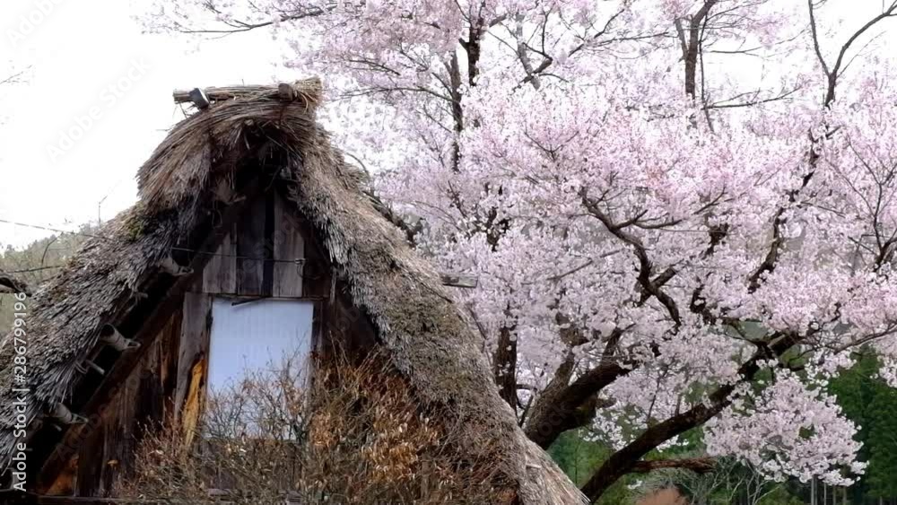 サクラの白川郷合掌造り サクラの白川郷合掌造り